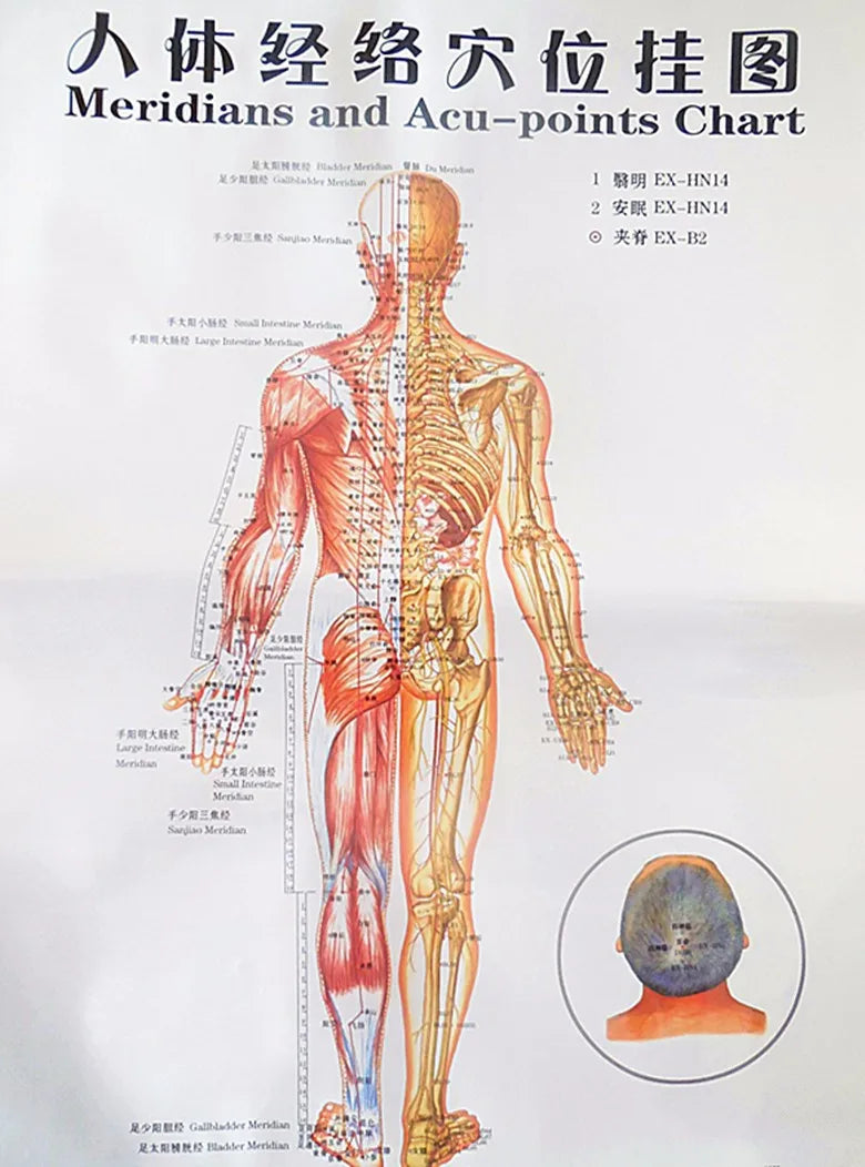 Chinese-English acupuncture/Meridian points chart: Body front /side/ back; 7 pcs set in color