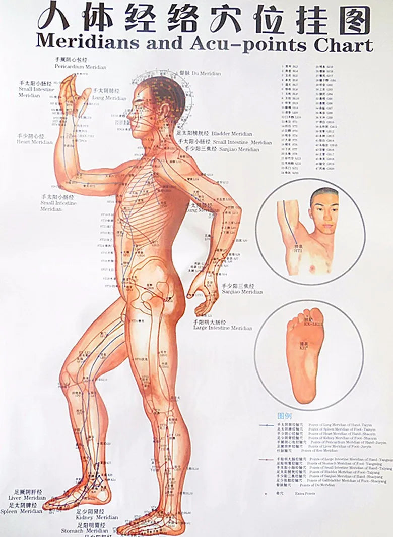 Chinese-English acupuncture/Meridian points chart:  Body front /side/ back; 7 pcs set in color