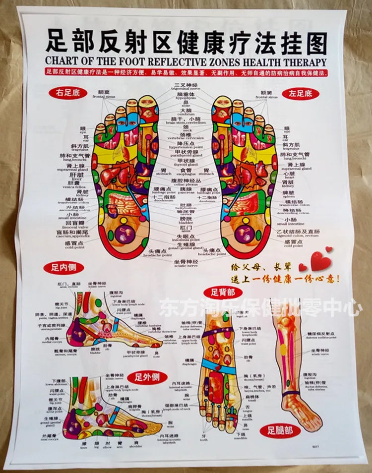 Chinese-English acupuncture/Meridian points chart:  Body front /side/ back; 7 pcs set in color
