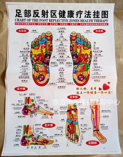 Chinese-English acupuncture/Meridian points chart:  Body front /side/ back; 7 pcs set in color