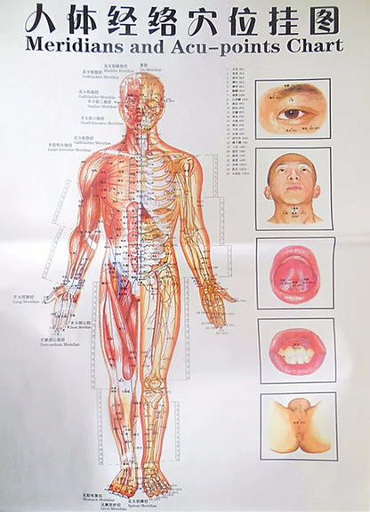 Chinese-English acupuncture/Meridian points chart:  Body front /side/ back; 7 pcs set in color