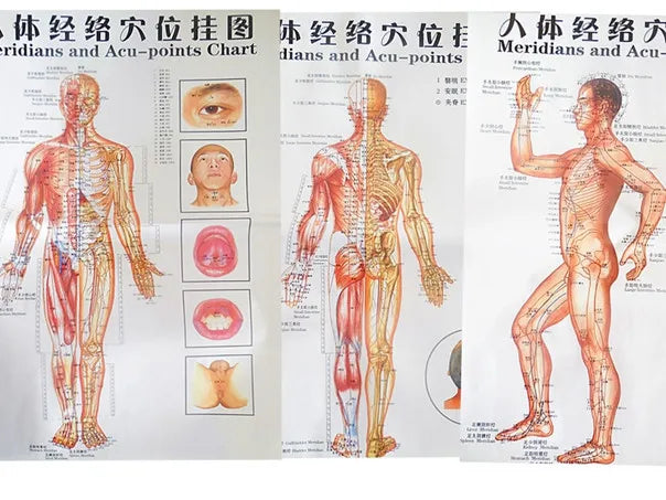 Chinese-English acupuncture/Meridian points chart:  Body front /side/ back; 7 pcs set in color