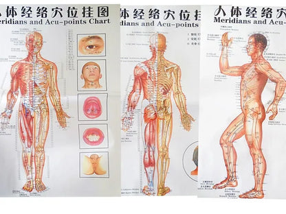 Chinese-English acupuncture/Meridian points chart:  Body front /side/ back; 7 pcs set in color