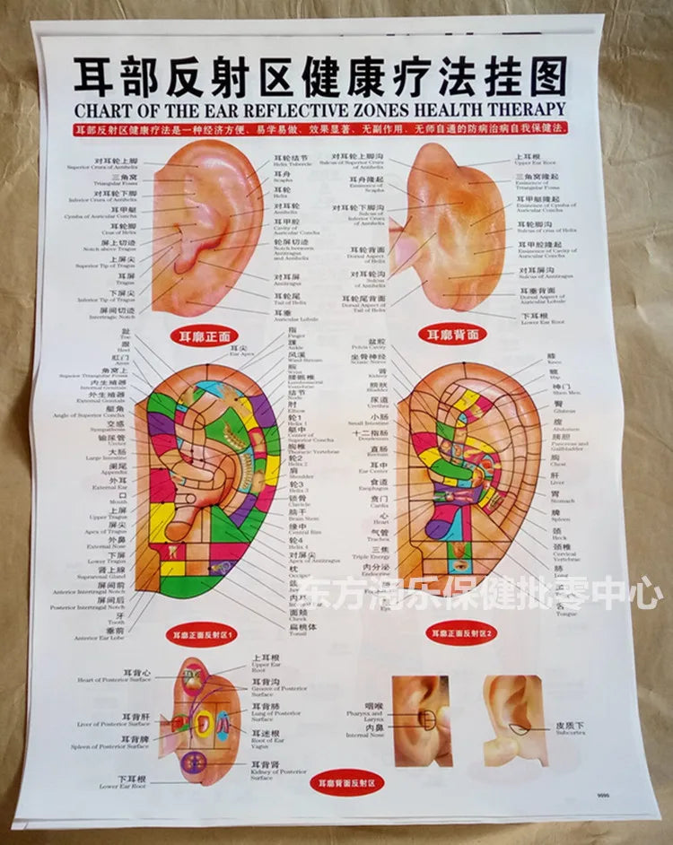 Chinese-English acupuncture/Meridian points chart:  Body front /side/ back; 7 pcs set in color